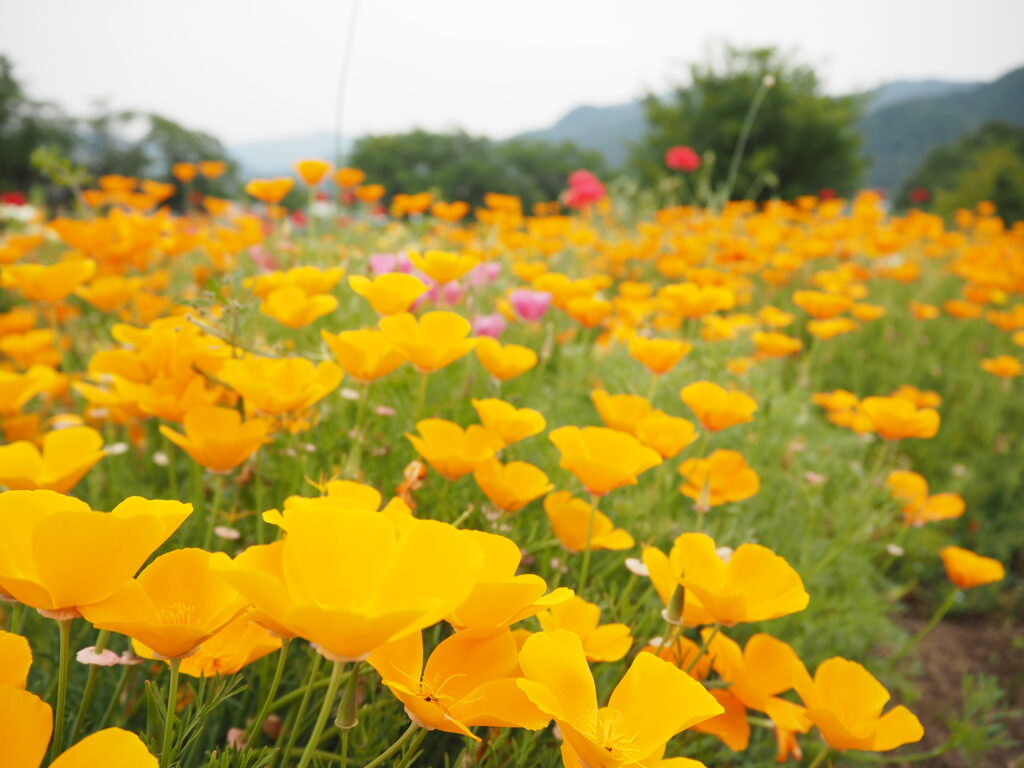 ちーぽん Com ちーぽん Com